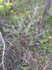 Senna artemisioides