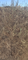 Salsola oppositifolia