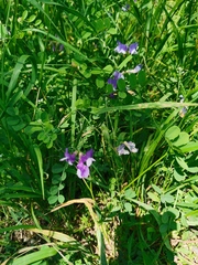 Vicia bungei