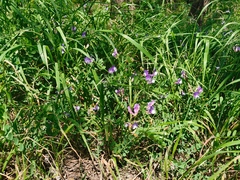Vicia bungei