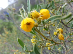 Senna artemisioides