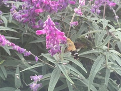 Macroglossum bombylans