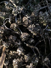 Cladonia verticillata