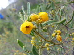 Senna artemisioides
