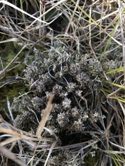 Cladonia verticillata