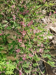 Indigofera bungeana
