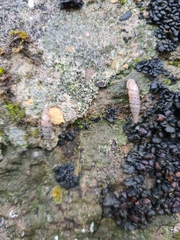 Papillifera papillaris