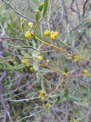 Senna artemisioides