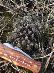 Cladonia verticillata