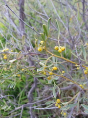 Senna artemisioides
