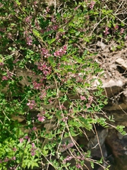 Indigofera bungeana