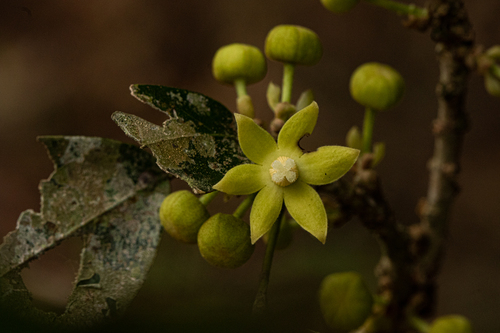 Cola mossambicensis image