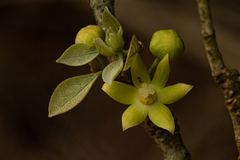 Cola mossambicensis image