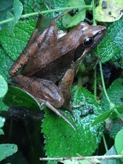 Rana longicrus