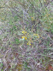 Senna artemisioides