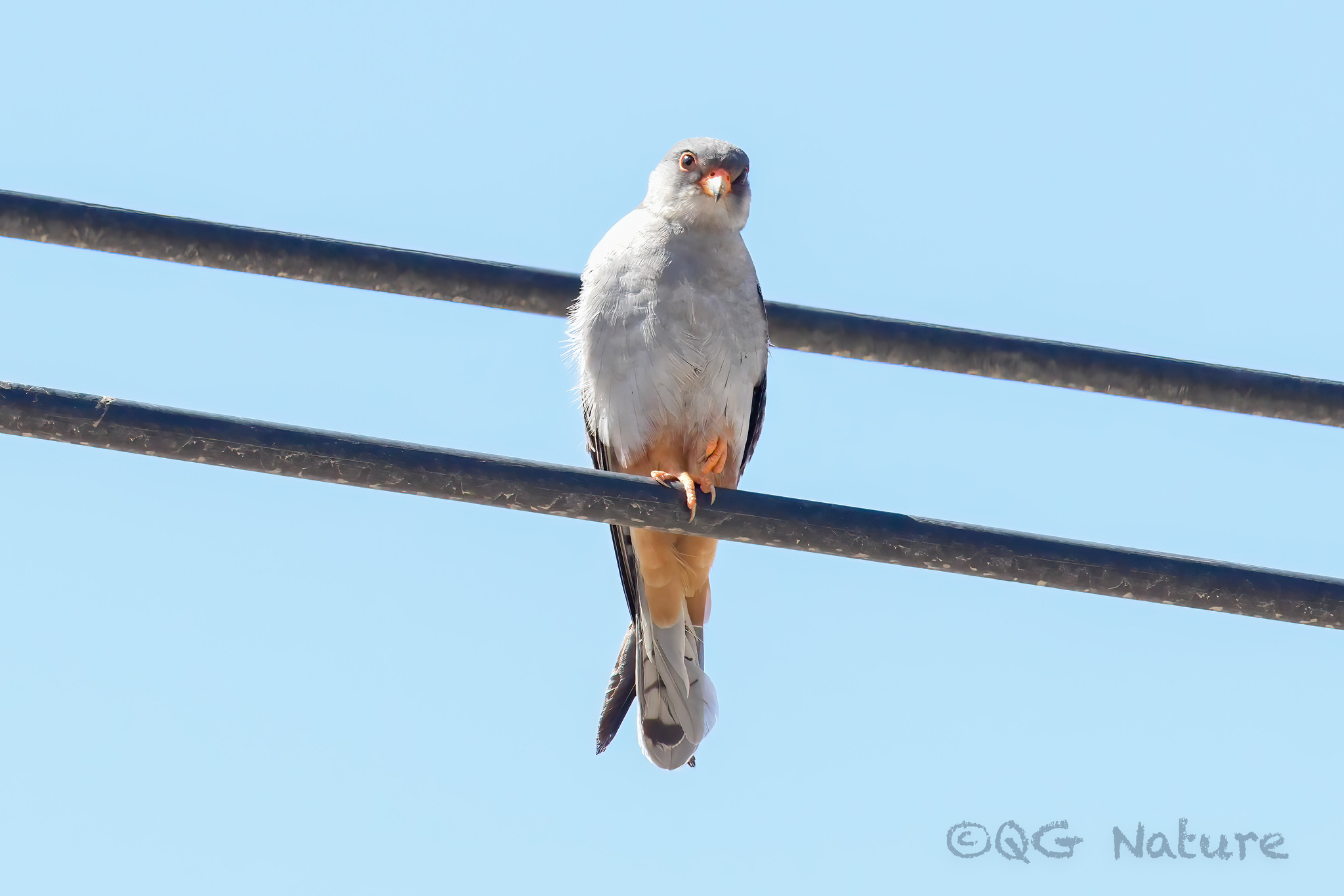 Amur Falcon