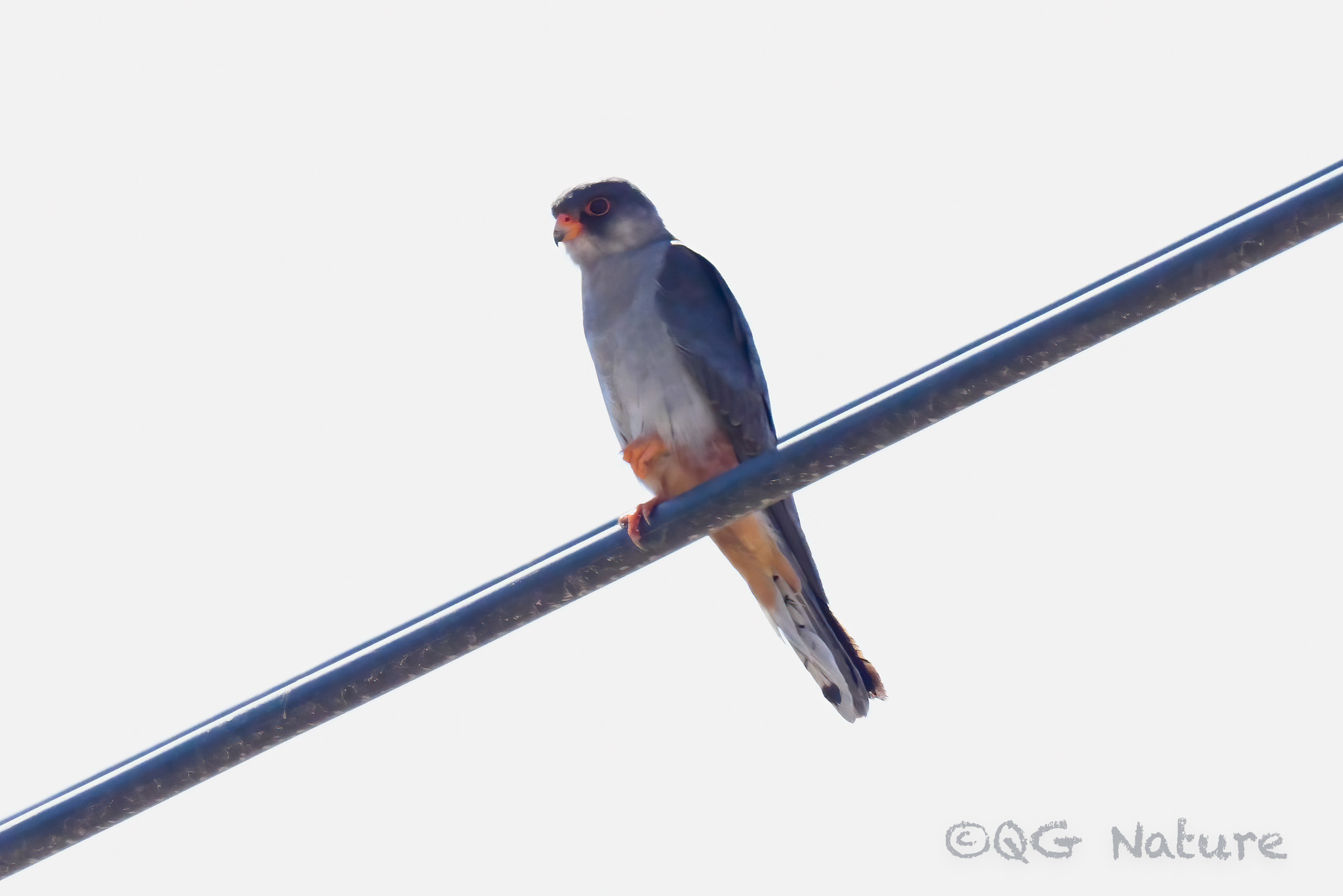 Amur Falcon