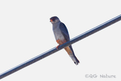 Falco amurensis