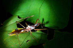 Epidaus