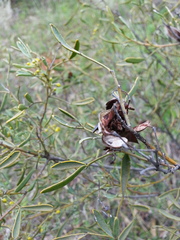 Senna artemisioides