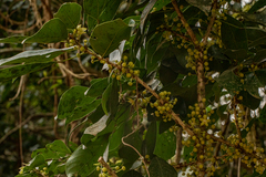Cola mossambicensis image