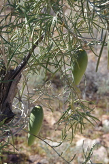 Leichhardtia australis