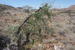 Leichhardtia australis
