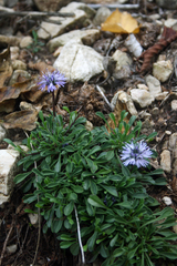 Globularia cordifolia
