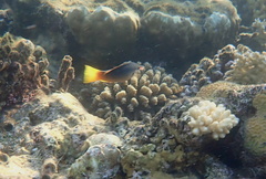 Gomphosus klunzingeri