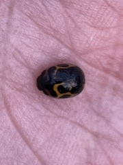 Peltoschema oceanicum