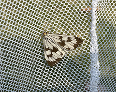 Nyctemera adversata