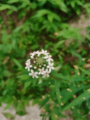 Lysimachia pentapetala