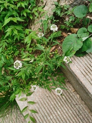 Lysimachia pentapetala