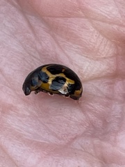 Peltoschema oceanicum