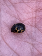 Peltoschema oceanicum