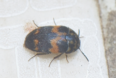 Attagenus