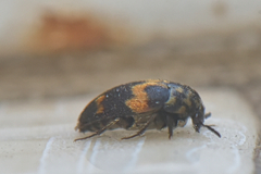 Attagenus