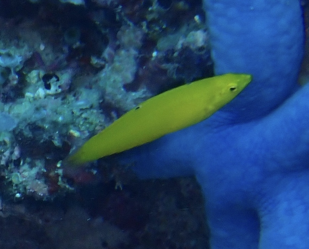 Canary Wrasse