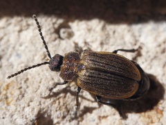 Galeruca