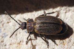 Galeruca