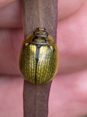 Paropsisterna agricola