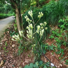 Syneilesis aconitifolia