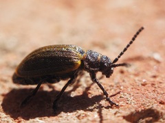 Galeruca