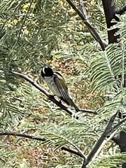 Melithreptus lunatus