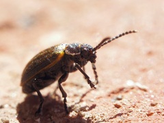 Galeruca