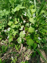 Viola acuminata