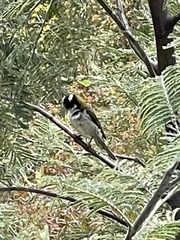 Melithreptus lunatus