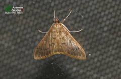 Herpetogramma licarsisalis