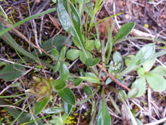 Ptilotus spathulatus