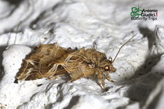 Callopistria flavitincta